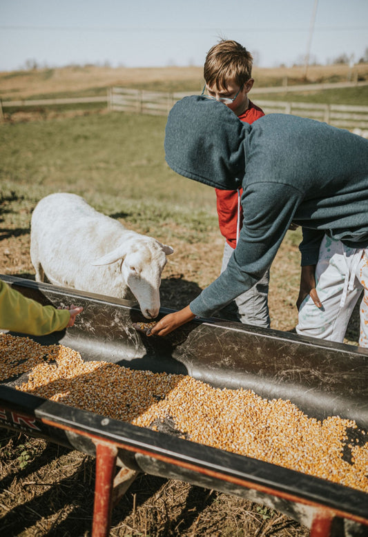 A Day on the Farm